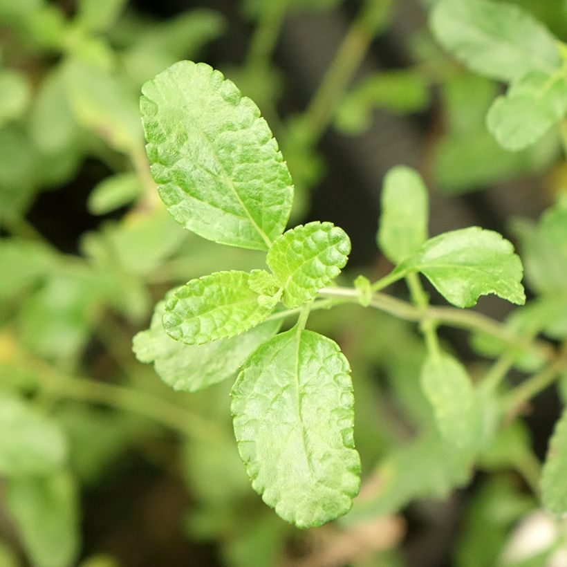 Salvia microphylla Gletsjer - Salvia rosa (Follaje)