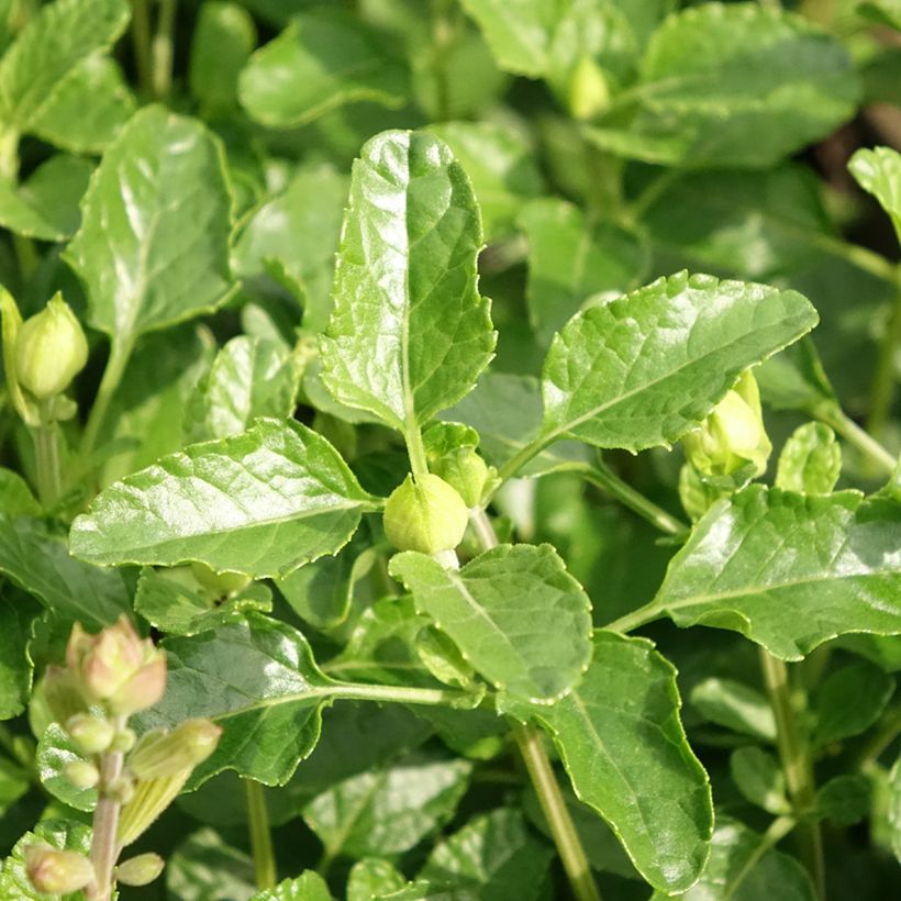 Salvia microphylla Gletsjer - Salvia rosa (Follaje)