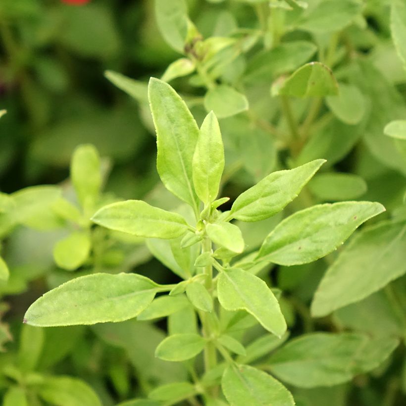 Salvia greggii Mirage Burgundy - Salvia de otoño (Follaje)