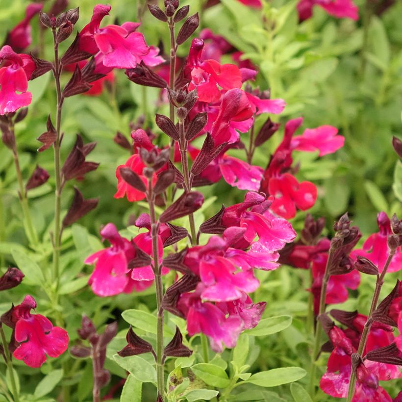 Salvia greggii Mirage Burgundy - Salvia de otoño (Floración)