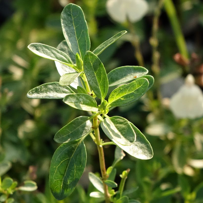 Salvia greggii Mirage Cream - Salvia de otoño (Follaje)