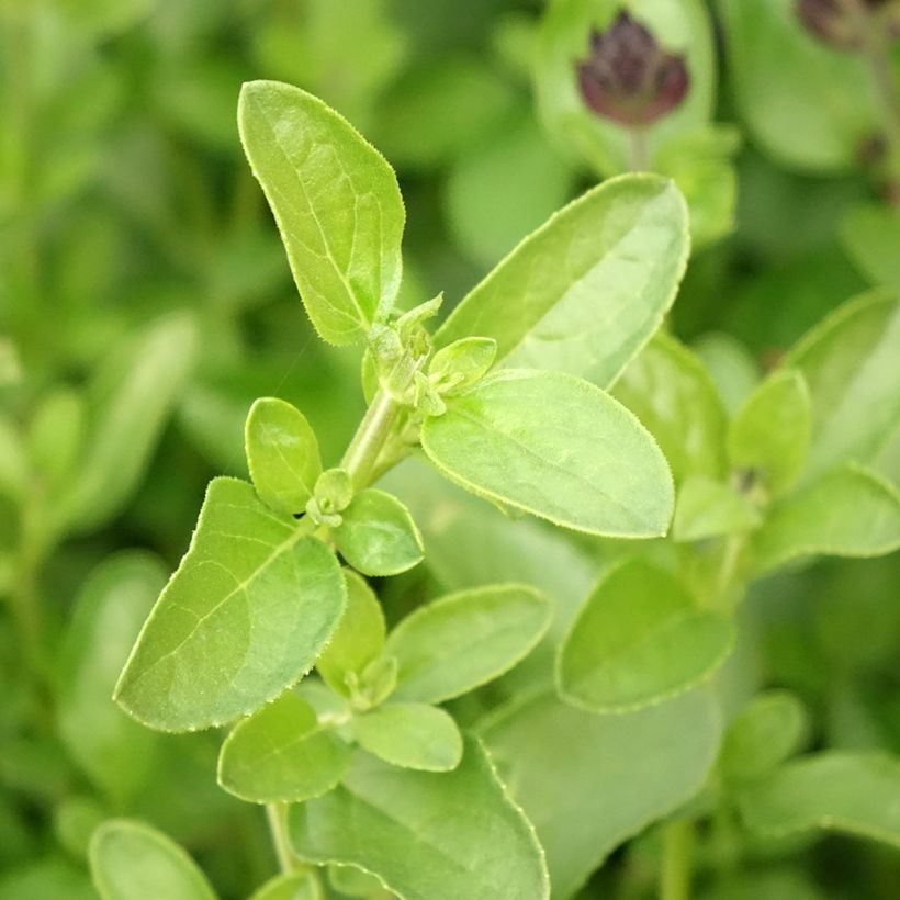 Salvia greggii Mirage Salmon - Salvia de otoño (Follaje)