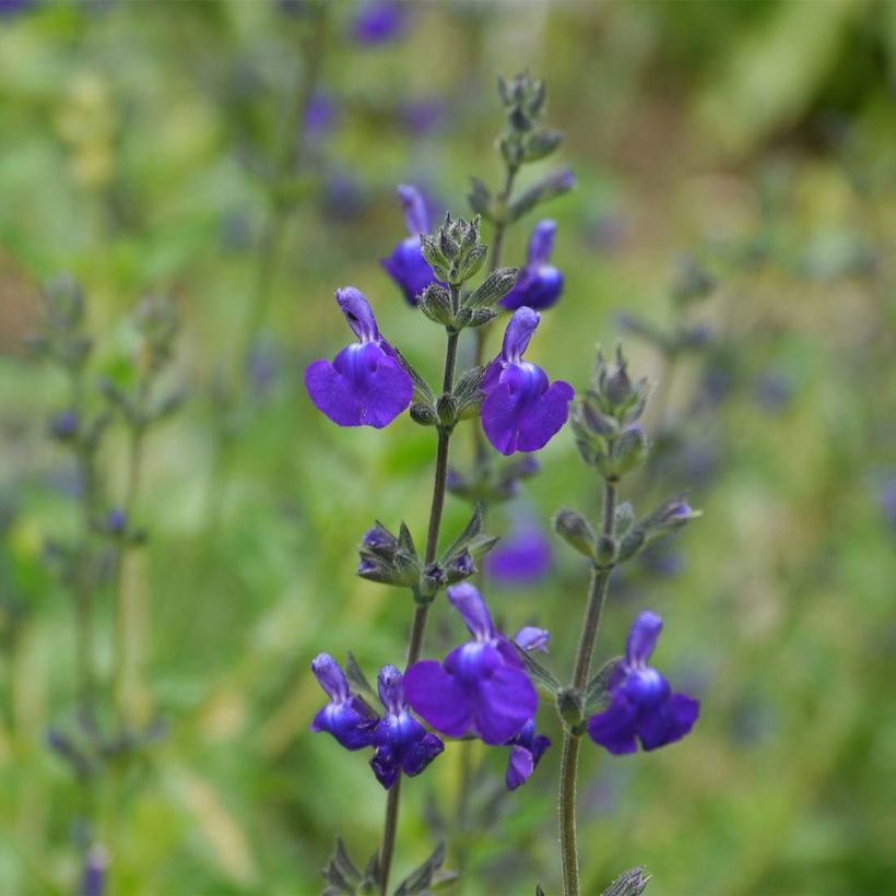 Salvia microphylla Victoria Blue - Salvia rosa (Floración)