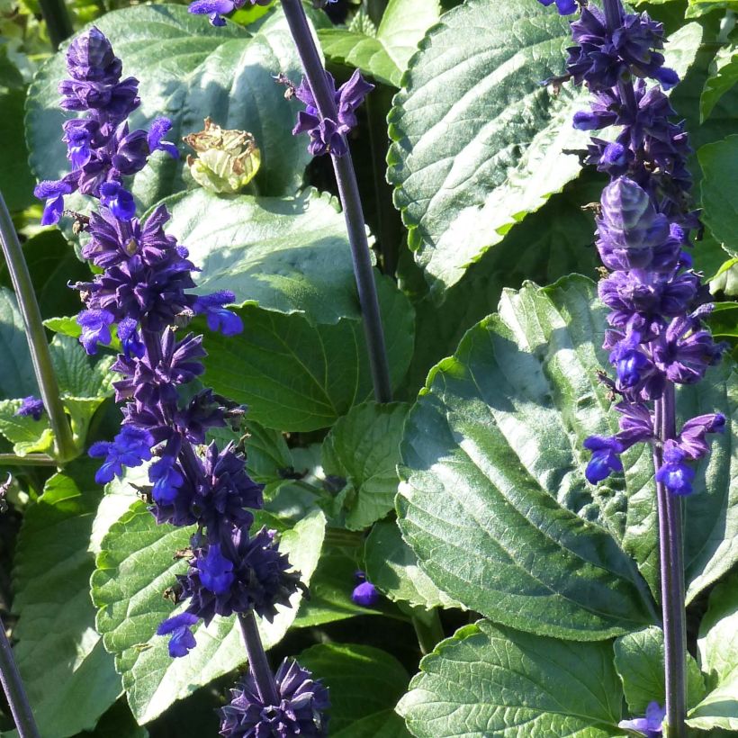 Salvia Big Blue (Follaje)