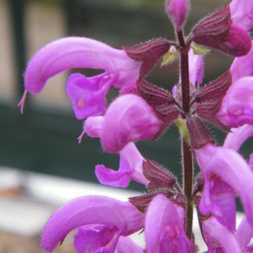 Salvia pratensis Sweet Esmeralda - Salvia de prados (Floración)