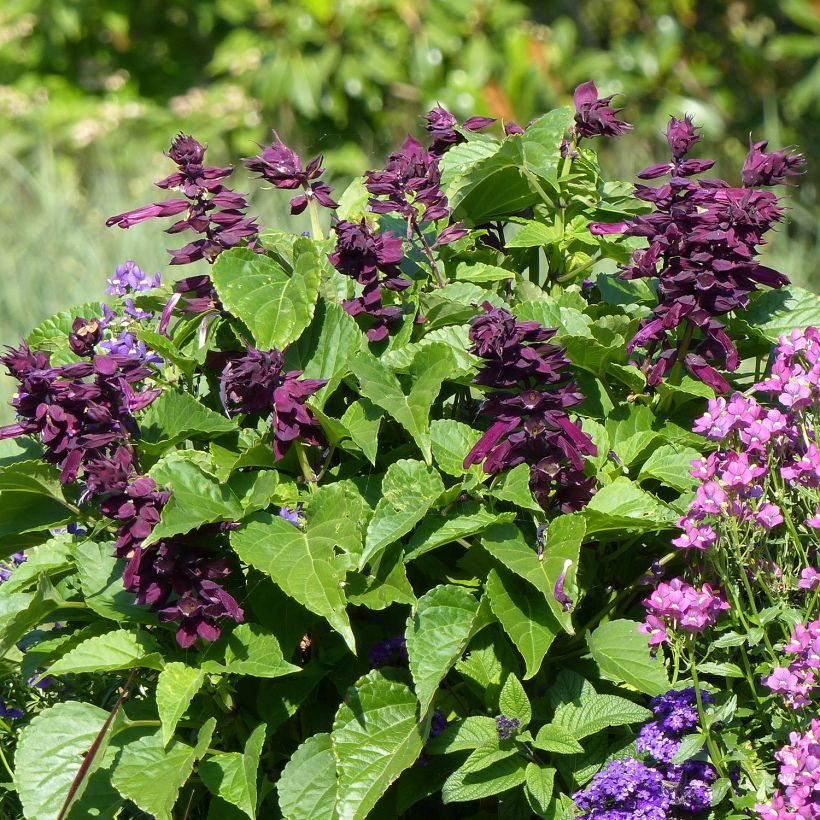 Salvia spendens Gogo Purple - Banderilla (Porte)