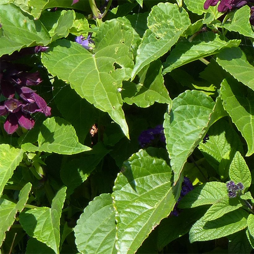 Salvia spendens Gogo Purple - Banderilla (Follaje)