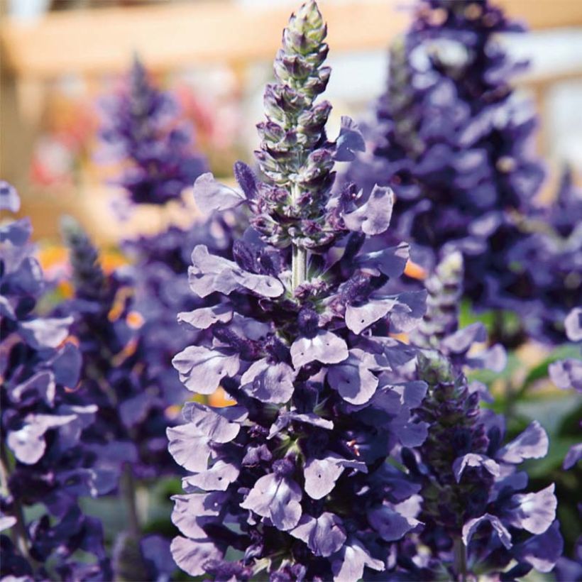 Salvia farinacea Mystic Spires Blue Improved - Salvia azul (Floración)