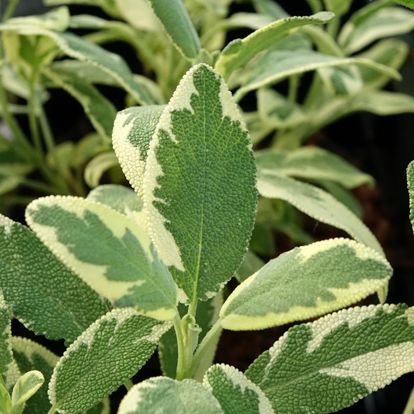 Salvia real Berggarten Variegated (Follaje)