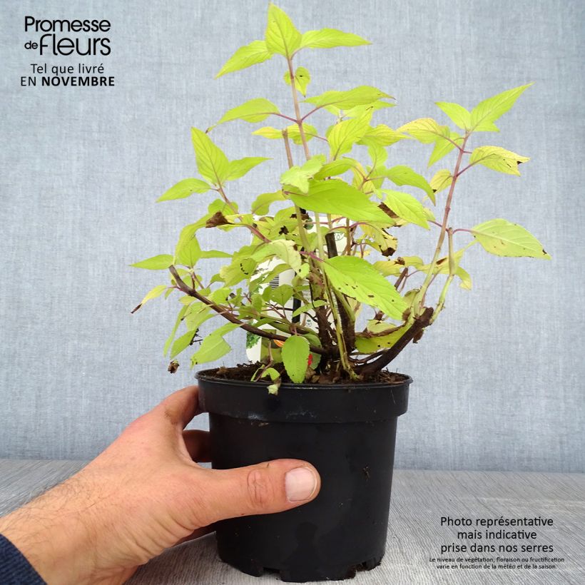 Ejemplar de Sauge - Salvia elegans Golden Delicious pot de 1.5L/2L entregado en otoño