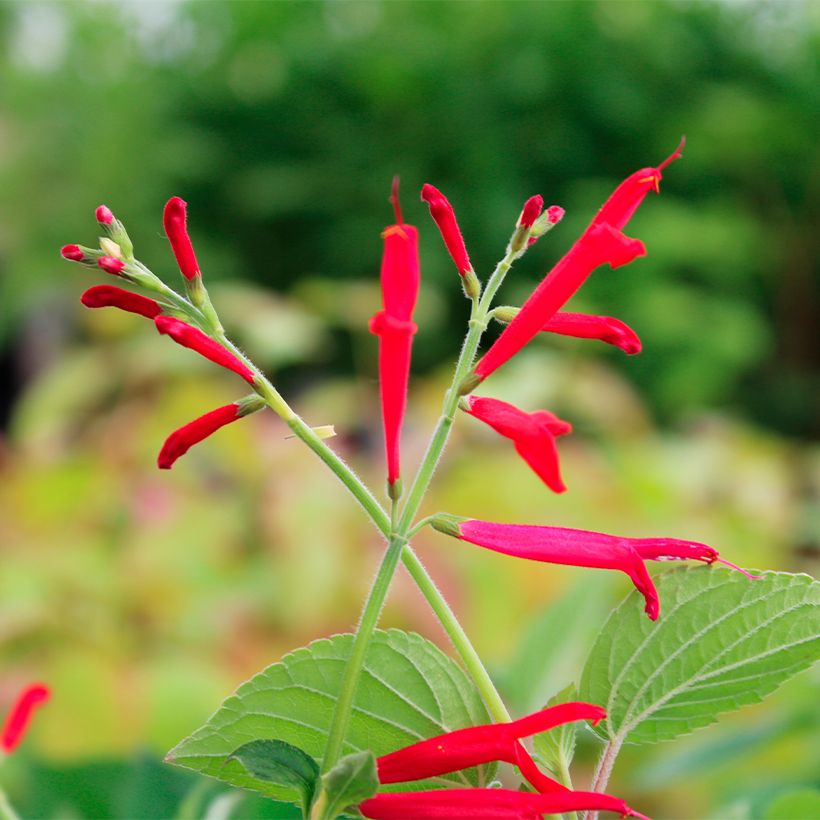 Salvia piña Golden Delicious (Floración)