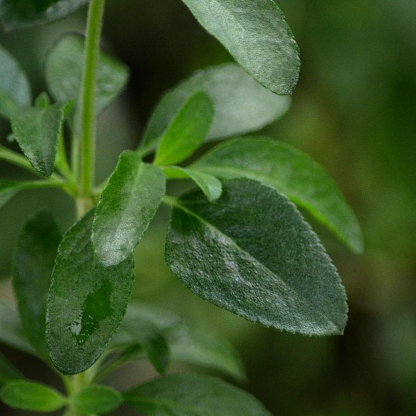 Salvia jamensis Flammenn (Follaje)