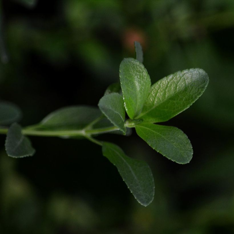 Salvia jamensis Melen (Follaje)