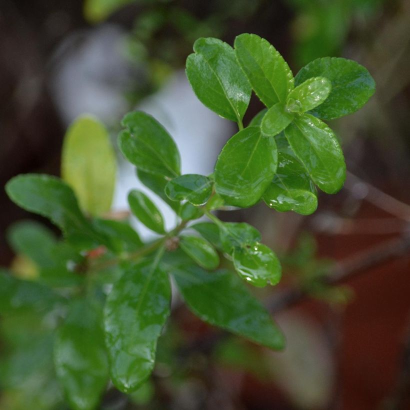 Salvia jamensis Pluenn (Follaje)