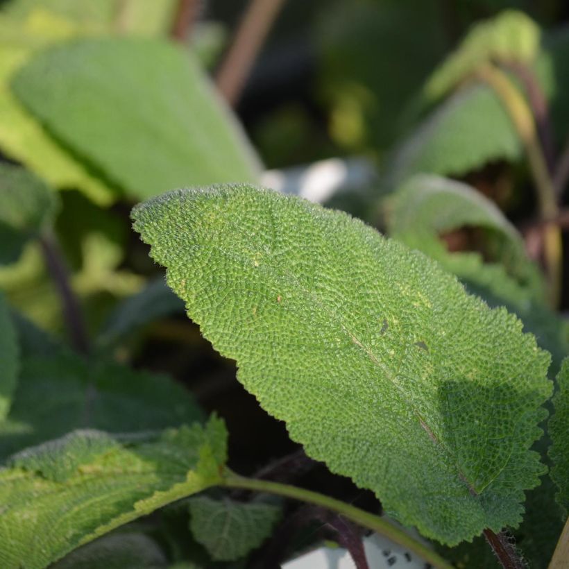 Esclarea Vatican White - Salvia sclarea (Follaje)