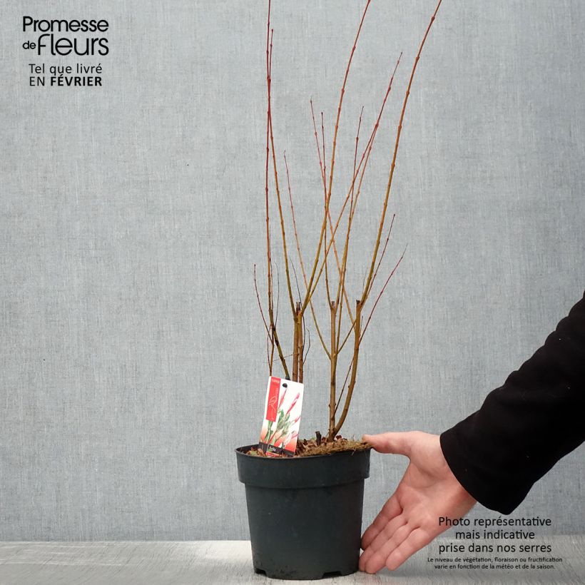 Saule crevette - Salix integra Flamingo Touffe Pot de 2L/3L Ejemplar entregado en invierno