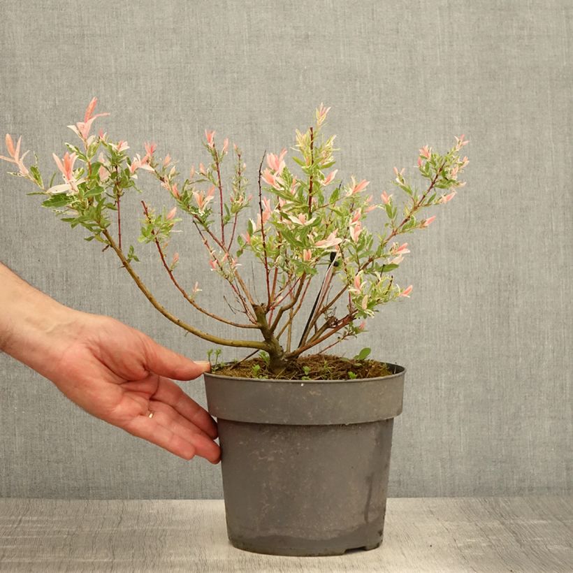 Salix integra Flamingo - Sauce Maceta 2L/3LAltura de entrega aprox. 30/40cm Ejemplar entregado en la primavera