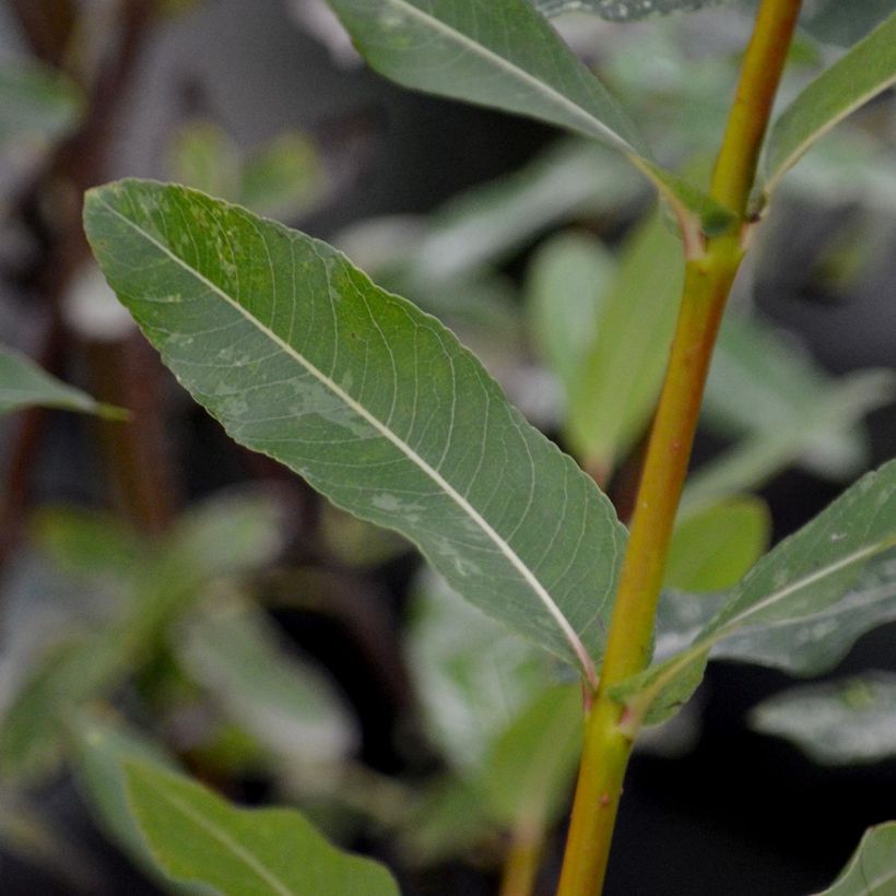 Salix integra Hakuro Nishiki - Sauce japonés de hojas variegadas (Follaje)