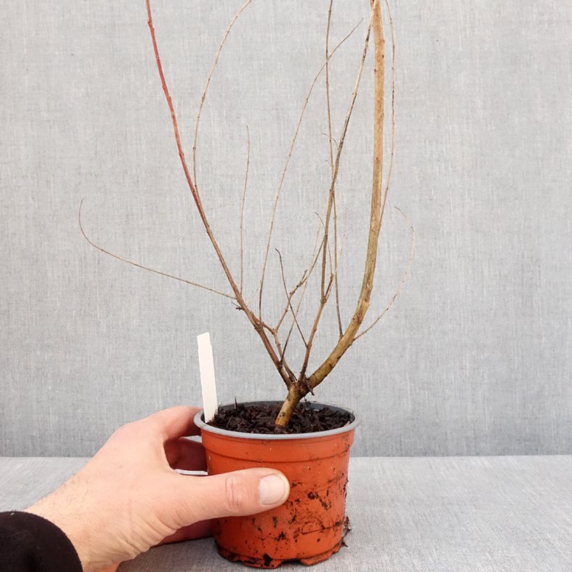 Salix integra Hakuro Nishiki - Sauce japonés de hojas variegadas Maceta de 10 cm/11 cm Ejemplar entregado en invierno