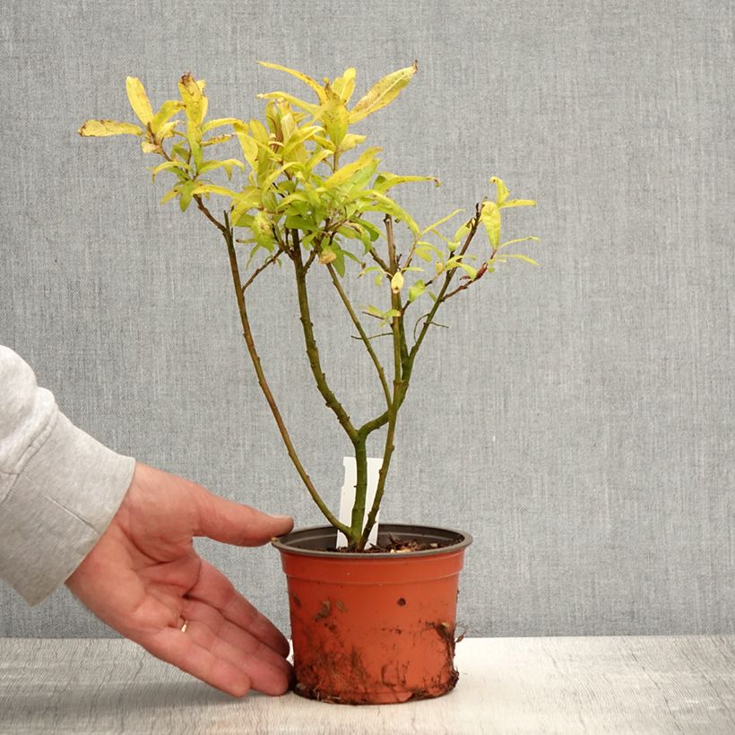 Salix sachalinensis Golden Sunshine - Sauce Maceta de 12 cm / 13 cm Ejemplar entregado en la primavera