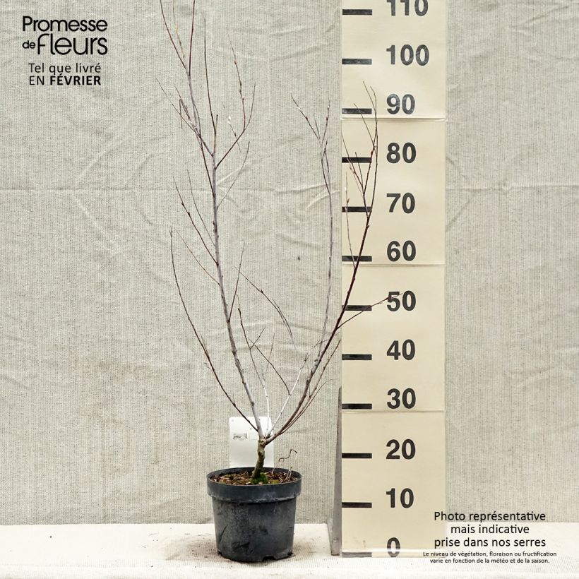 Saule - Salix acutifolia Blue Streak en pot de 3/4L Ejemplar entregado en invierno