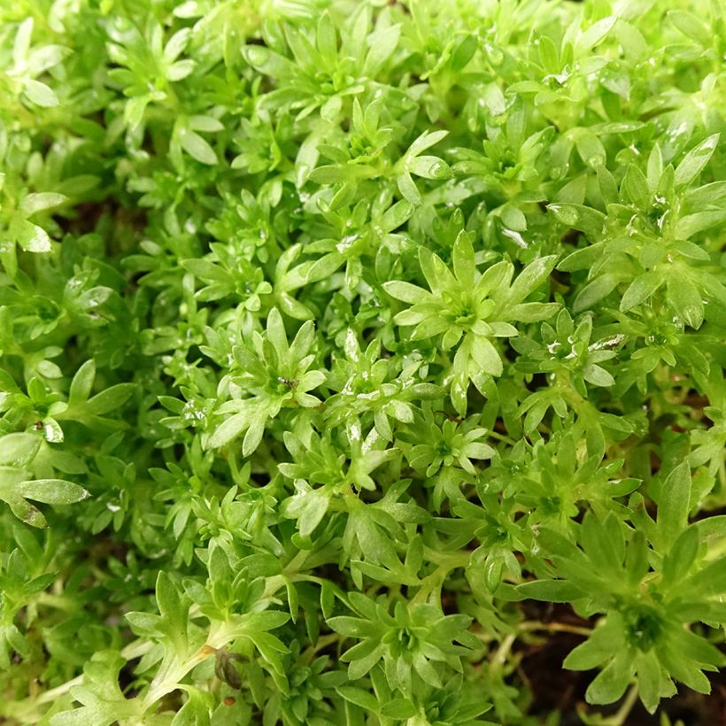 Saxifraga arendsii Compactum - Saxífraga (Follaje)