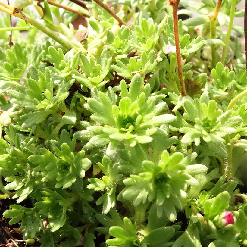 Saxifraga arendsii Purpurteppich - Saxífraga (Follaje)