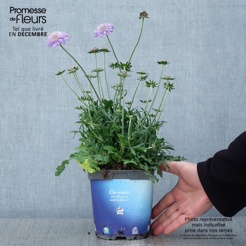 Ejemplar de Scabieuse colombaire - Scabiosa columbaria Butterfly Blue en pot de 2 litres entregado en otoño