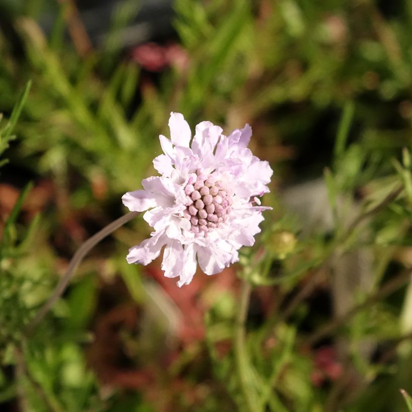 Scabiosa canescens (Floración)