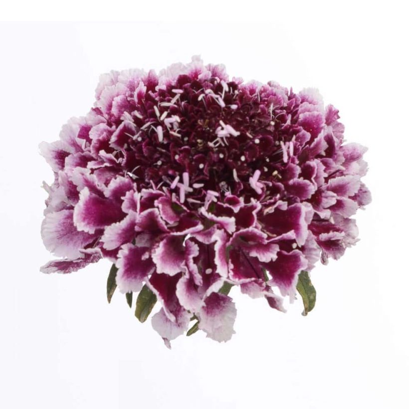 Scabiosa atropurpurea Cherry Vanilla Scoop (Floración)