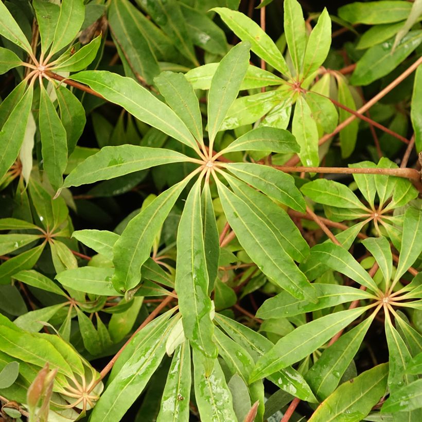 Schefflera taiwaniana (Follaje)