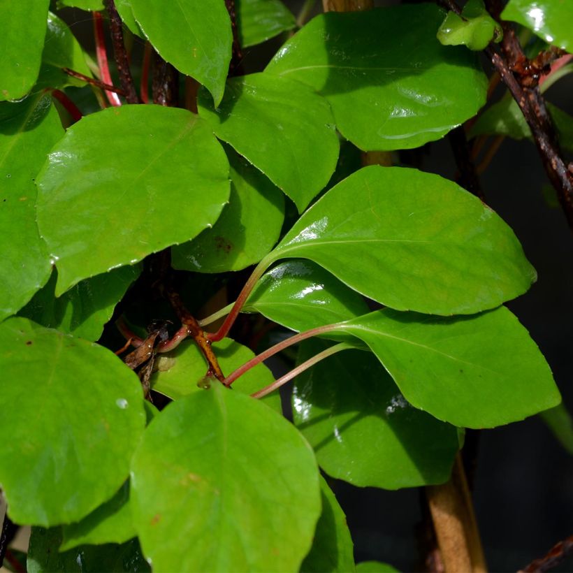 Schisandra rubriflora (Follaje)