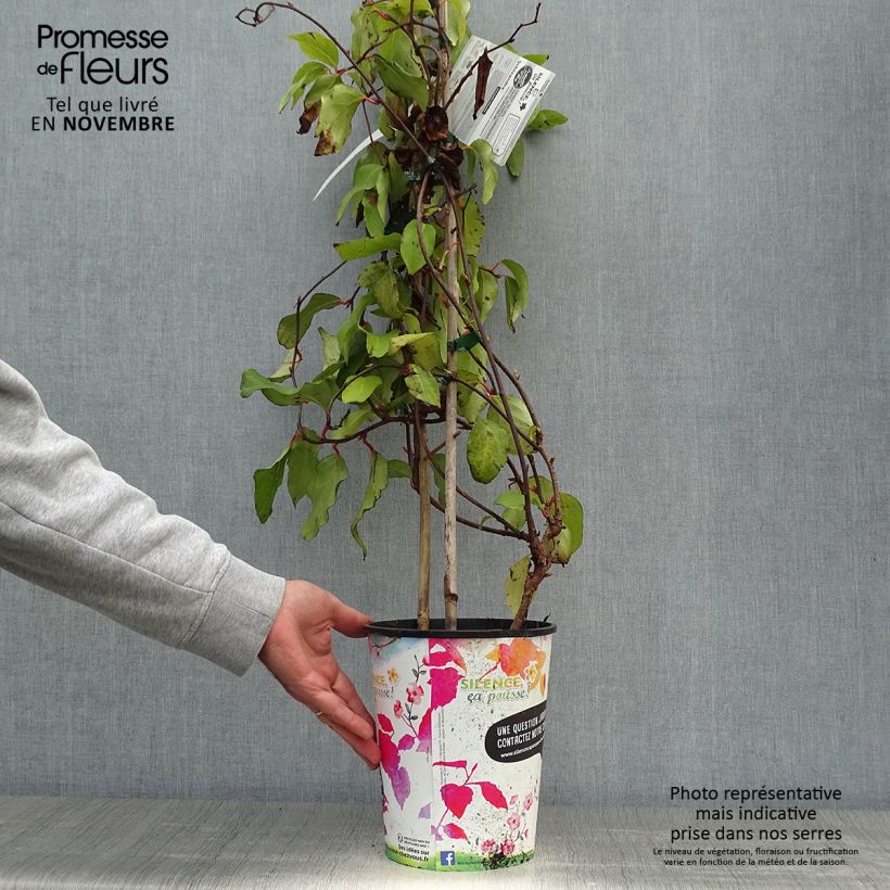 Ejemplar de Schisandra rubriflora Pot de 4L/5L entregado en otoño