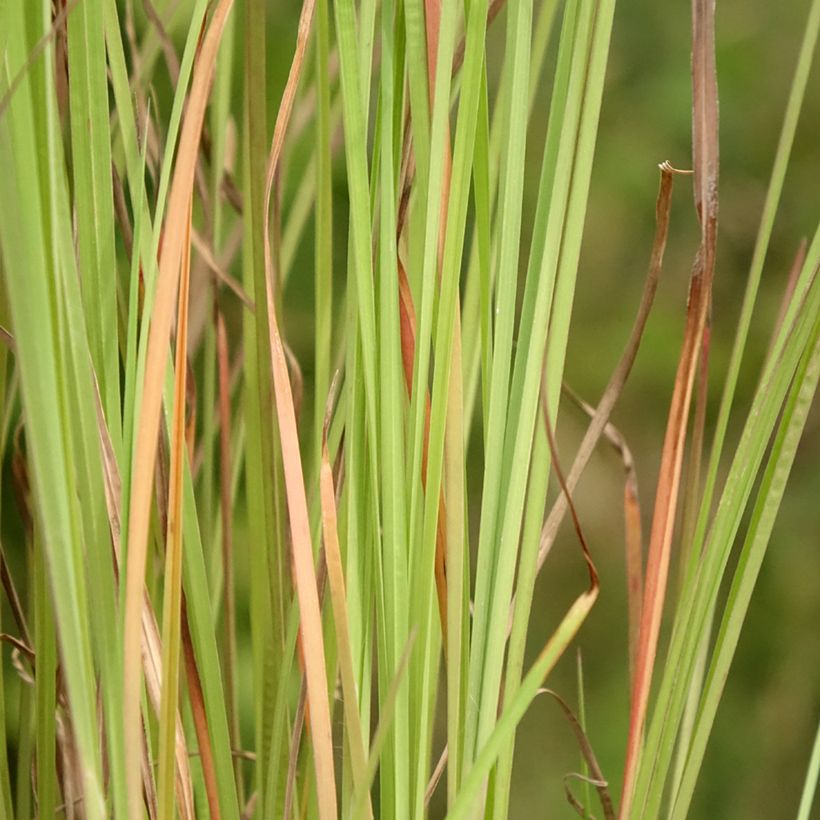 Schizachyrium scoparium Blaze (Follaje)