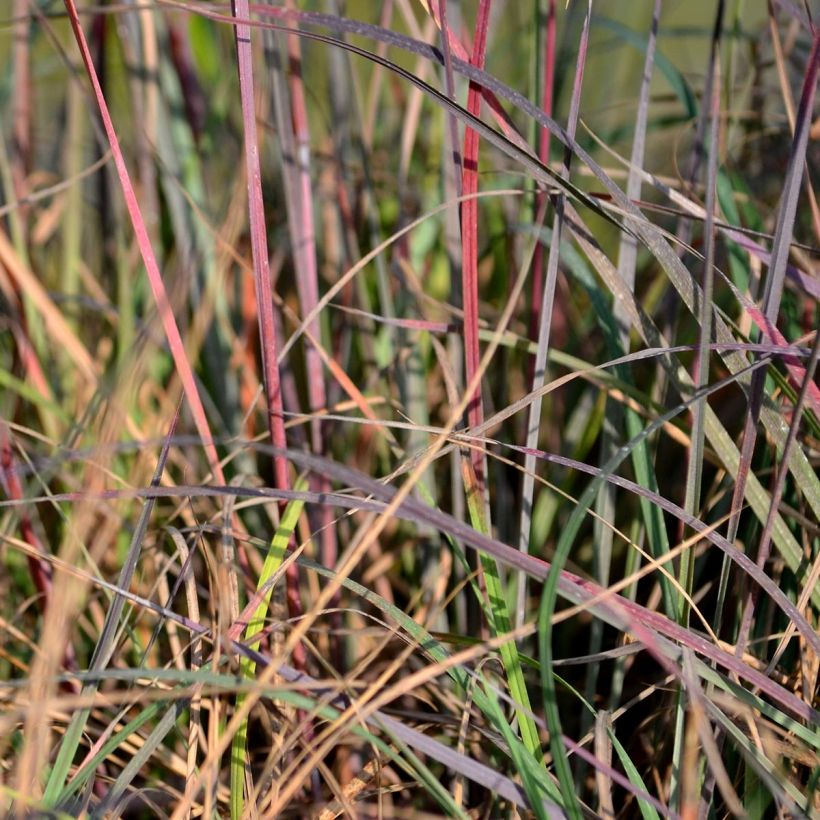 Schizachyrium scoparium Blue Heaven (Follaje)