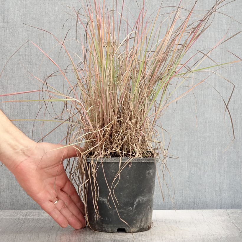 Ejemplar de Schizachyrium scoparium Blue Heaven en pot de 2L/3L entregado en otoño