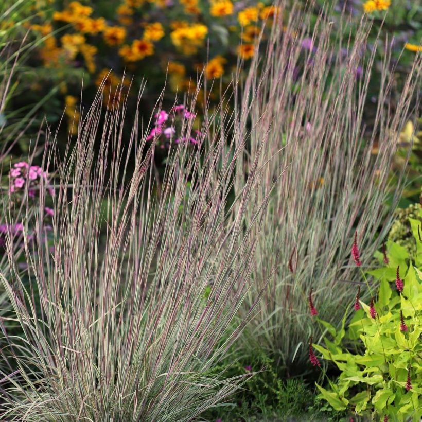 Schizachyrium scoparium Chameleon (Follaje)