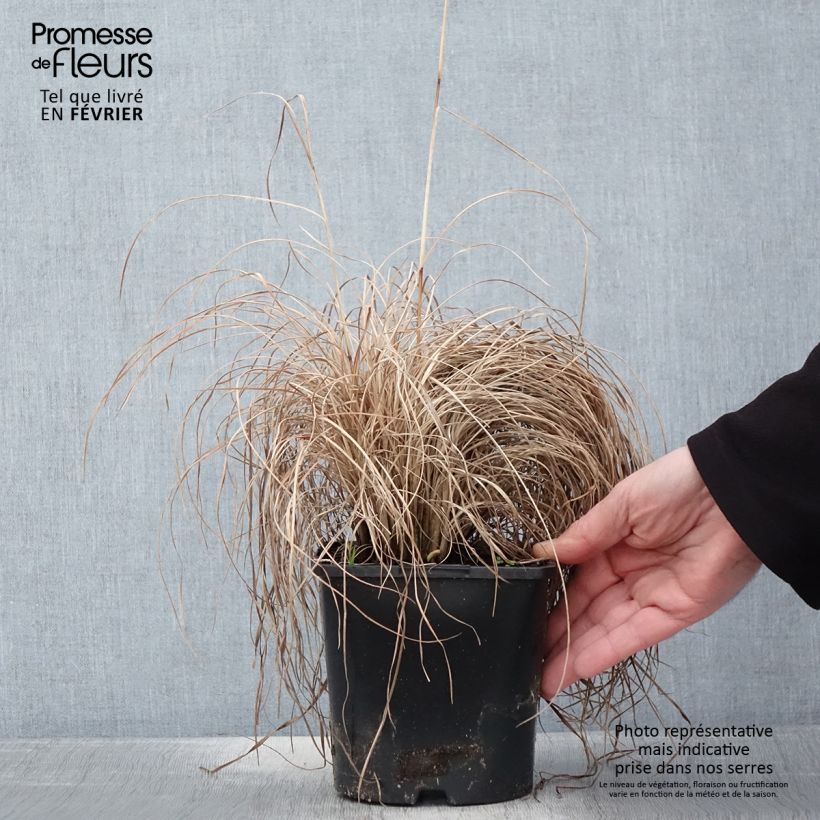 Schizachyrium scoparium Ha Ha Tonka - Herbe à balais - Pot de 2L/3L Ejemplar entregado en invierno