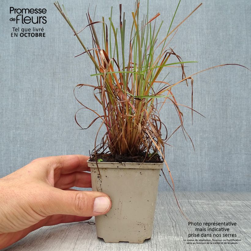 Ejemplar de Schizachyrium scoparium Prairie Blues en godet de 9 cm entregado en otoño