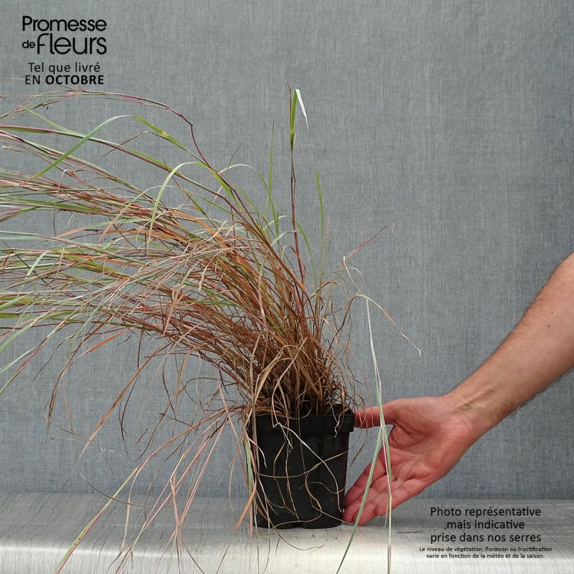 Ejemplar de Schizachyrium scoparium Prairie Blues en pot de 2/3 litres entregado en otoño