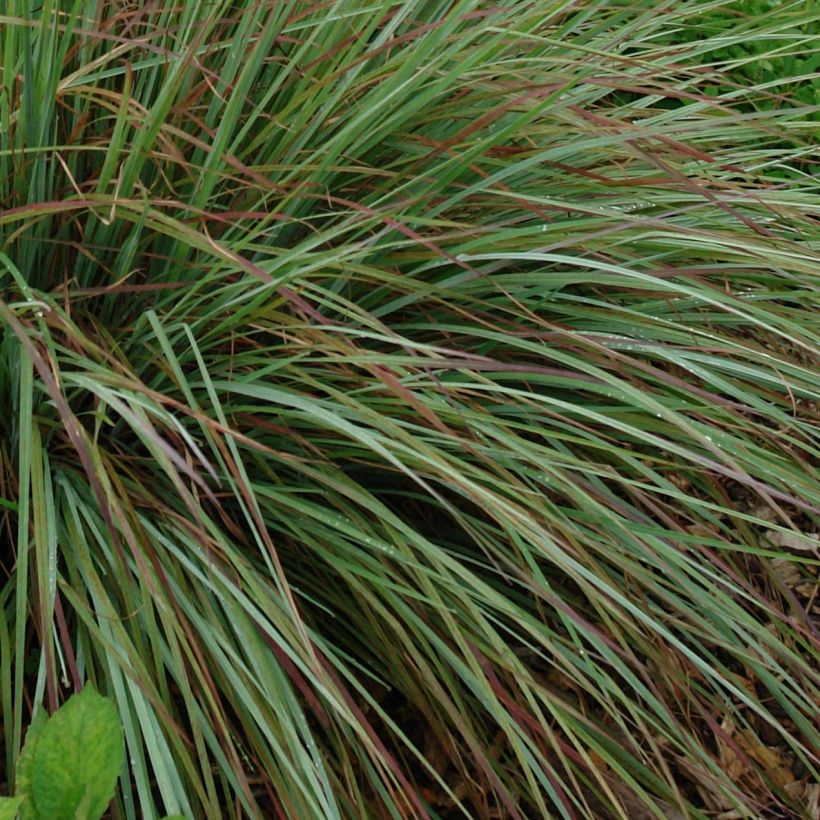 Schizachyrium scoparium Standing Ovation (Follaje)