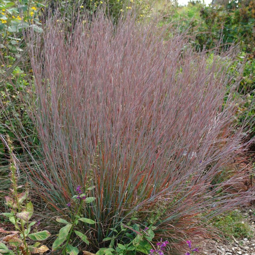 Schizachyrium scoparium Standing Ovation (Porte)