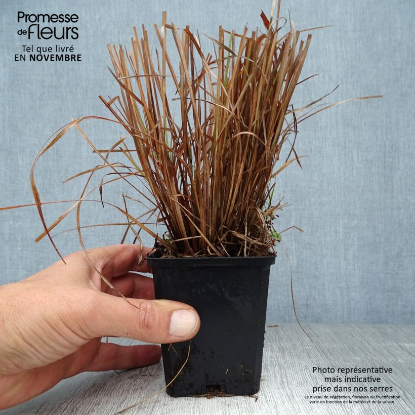 Ejemplar de Schizachyrium scoparium Standing Ovation Godet de 9cm entregado en otoño