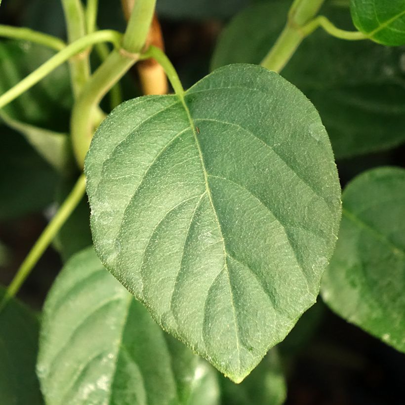 Schizophragma fauriei Angel Wings (Follaje)