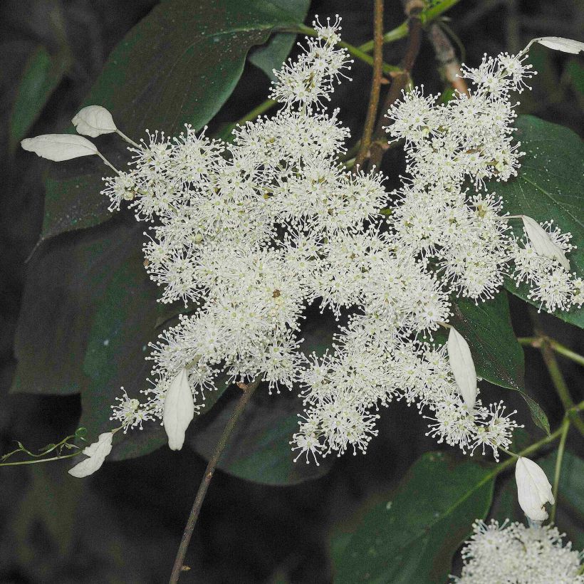 Schizophragma fauriei Angel Wings (Floración)