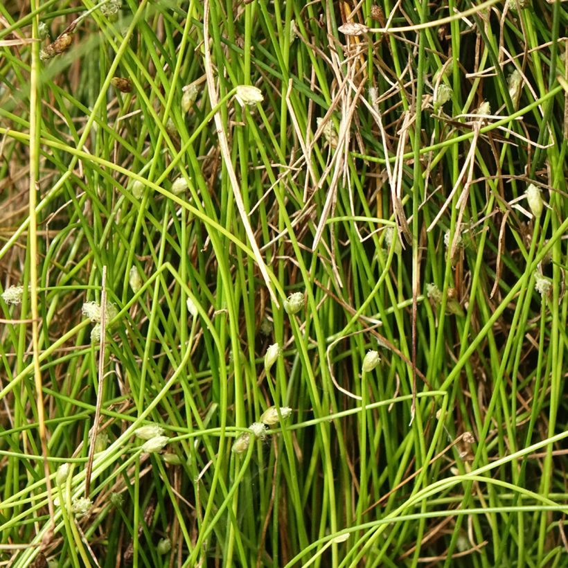 Scirpus cernuus Fiber Optic Grass (Follaje)