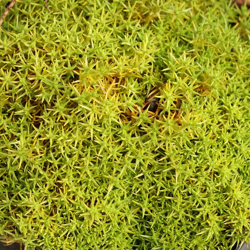 Scleranthus uniflorus - Musgo de Nueva Zelanda (Follaje)