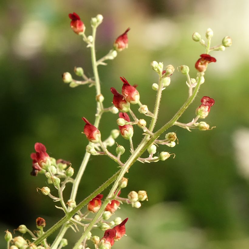 Scrophularia auriculata Variegata (Floración)