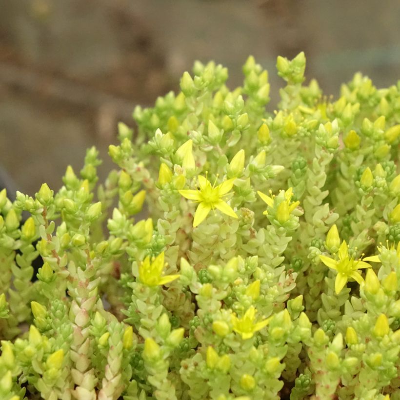 Sedum acre Yellow Queen - Sedo (Follaje)