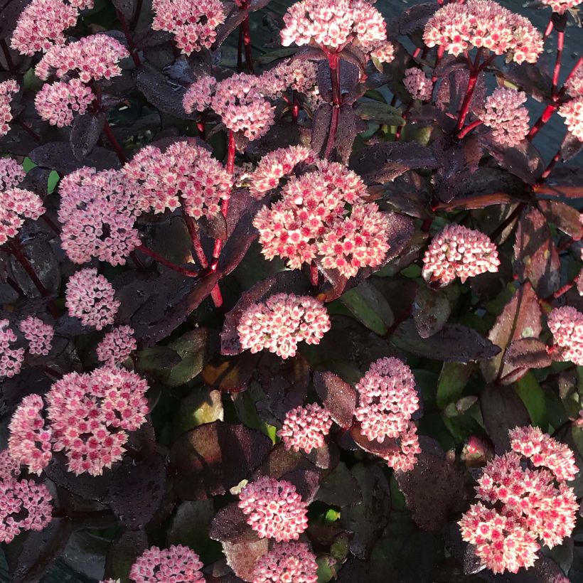 Sedum Black Knight (Floración)